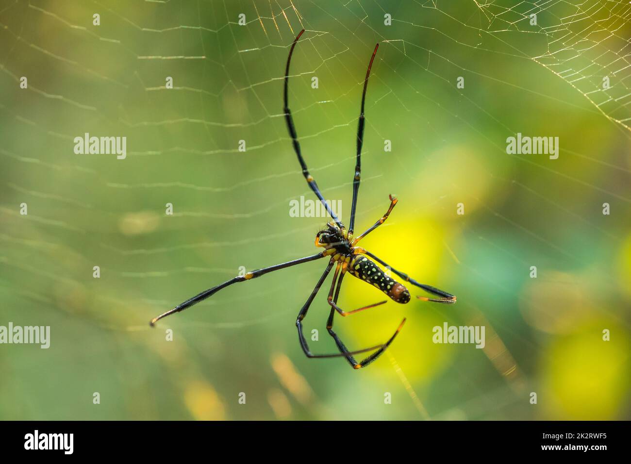 Golden Web Spider strickt große Fasern, um Insekten zu fangen Stockfoto