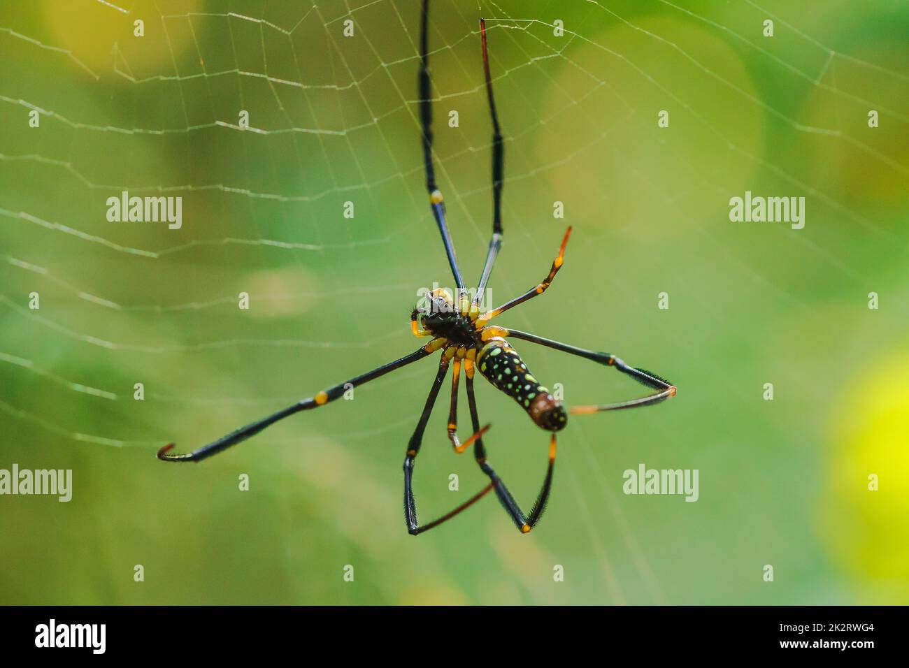 Golden Web Spider strickt große Fasern, um Insekten zu fangen Stockfoto