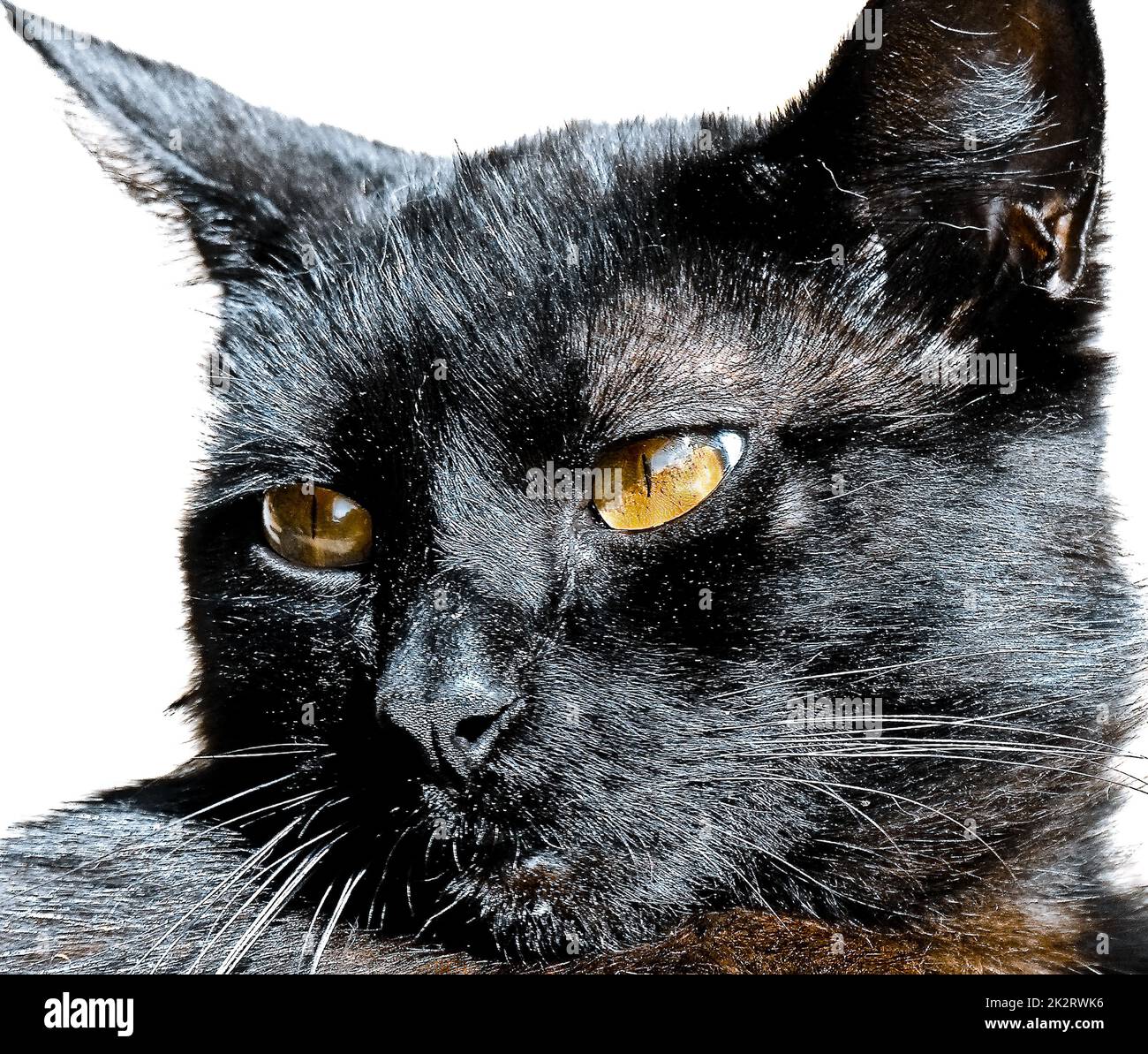 Schwarze Katze mit orangefarbenen Augen Stockfoto