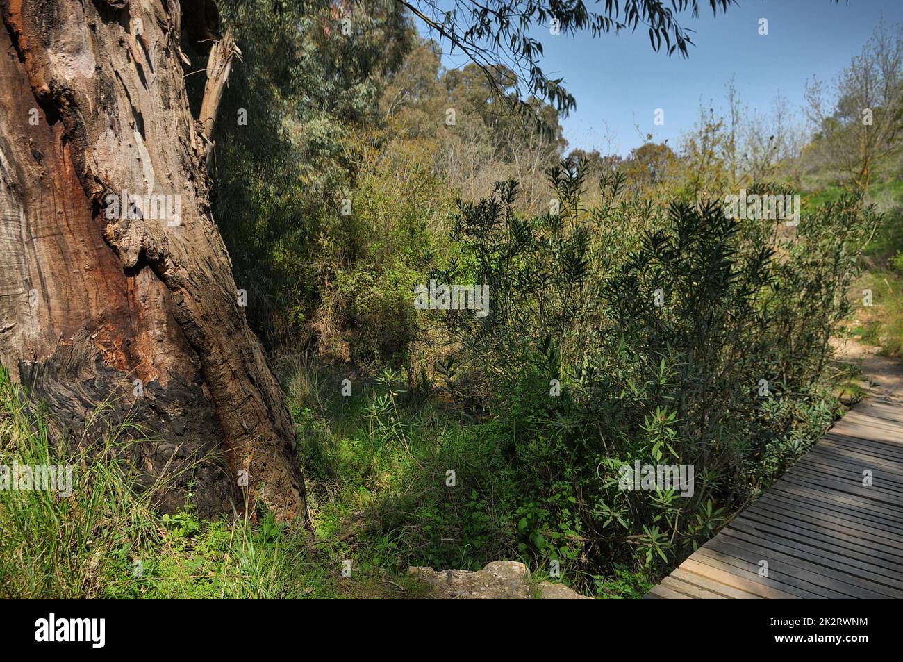 Ein Pfad, der in der Nähe des Flusses Ayun in Galilee im Norden Israels verläuft Stockfoto