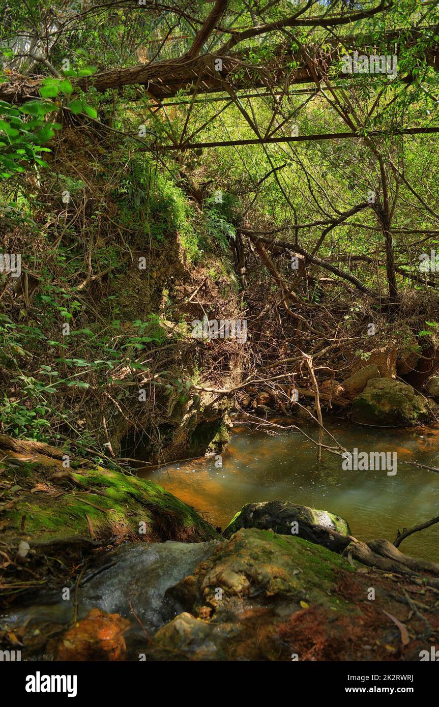 Brooks Bank im Norden Israels. Ayun Stream Nature Reserve Stockfoto