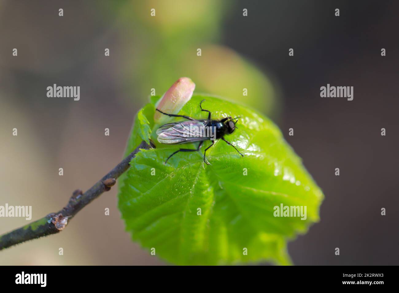 Ein Märzbrecher sitzt auf einer Pflanze. Stockfoto