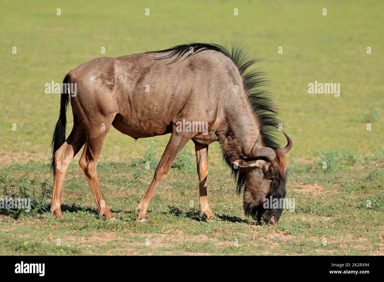 Blaues Gnus grasen - Kalahari Stockfoto