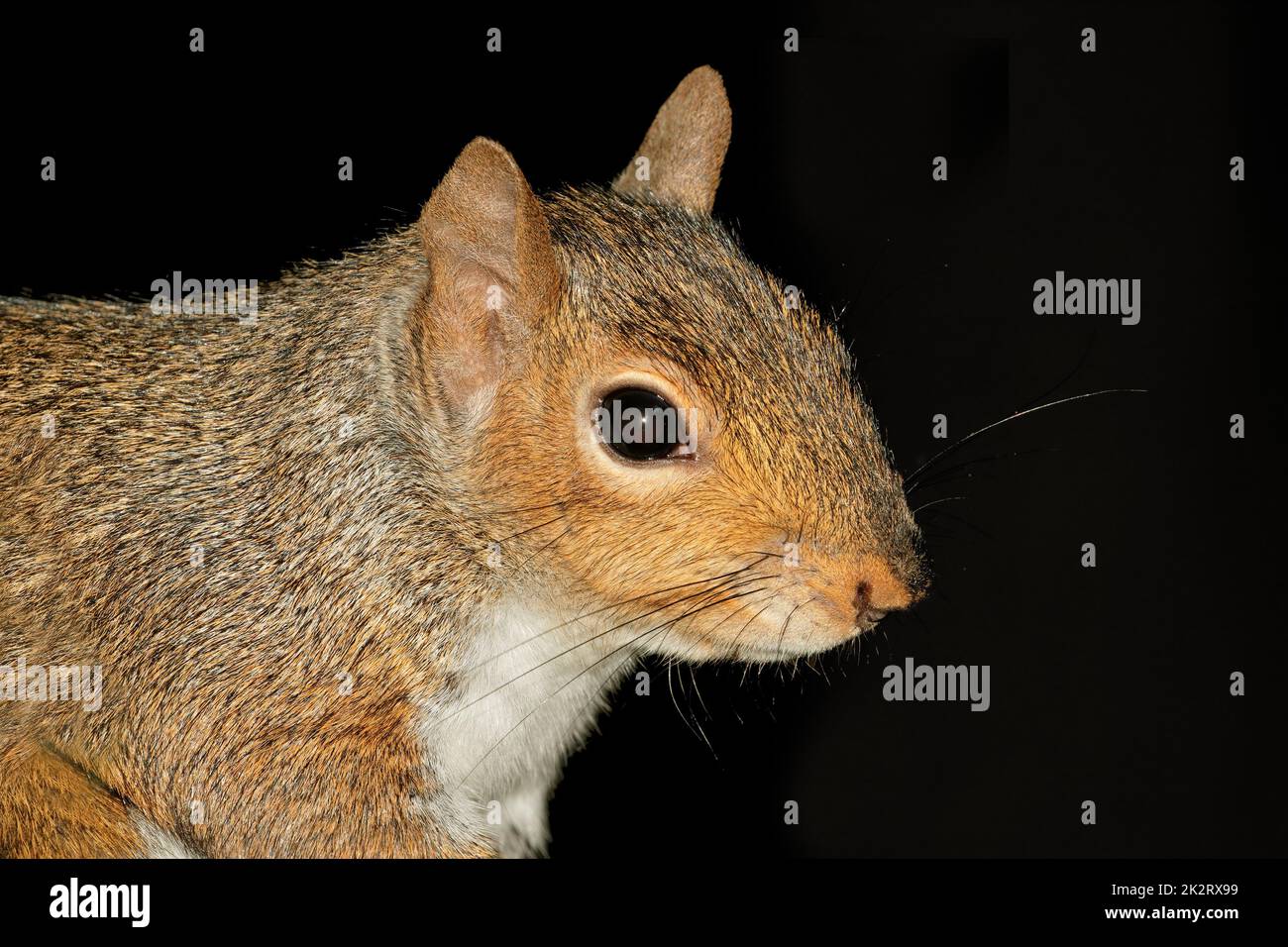 Graues Eichhörnchen-Porträt auf Schwarz Stockfoto