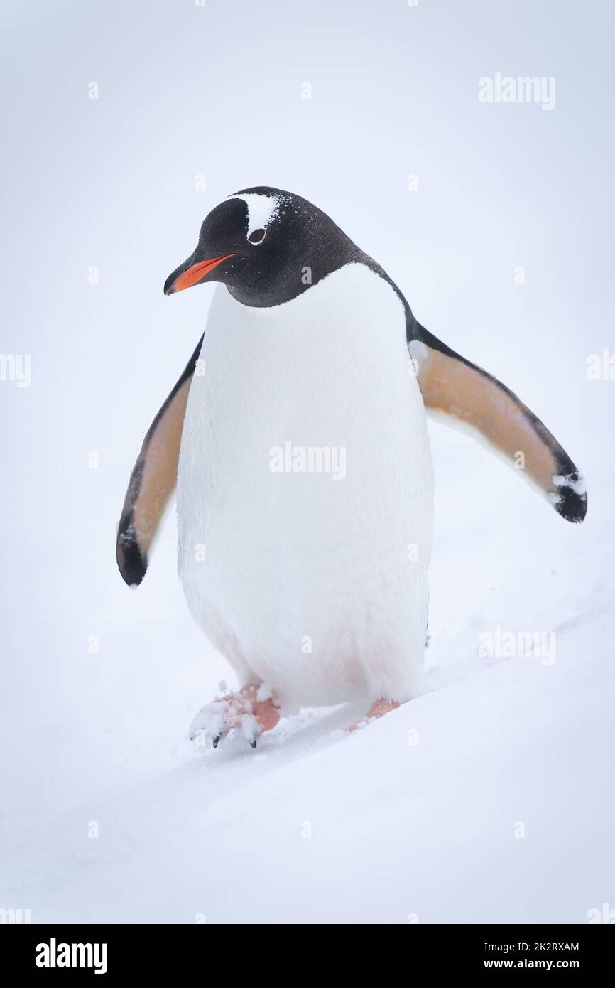 Gentoo-Pinguin watschelt im Schnee den Berg hinunter Stockfoto