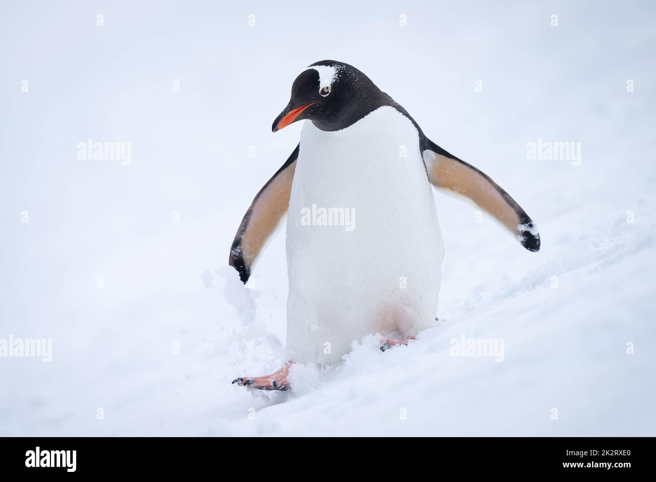 Gentoo-Pinguin geht im Schnee den Berg hinunter Stockfoto