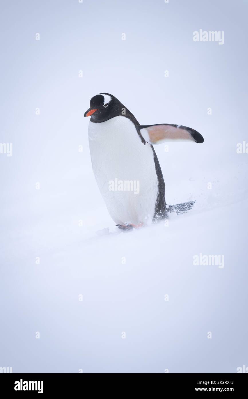 Gentoo Pinguin geht den Hügel hinunter und hebt den Flipper Stockfoto