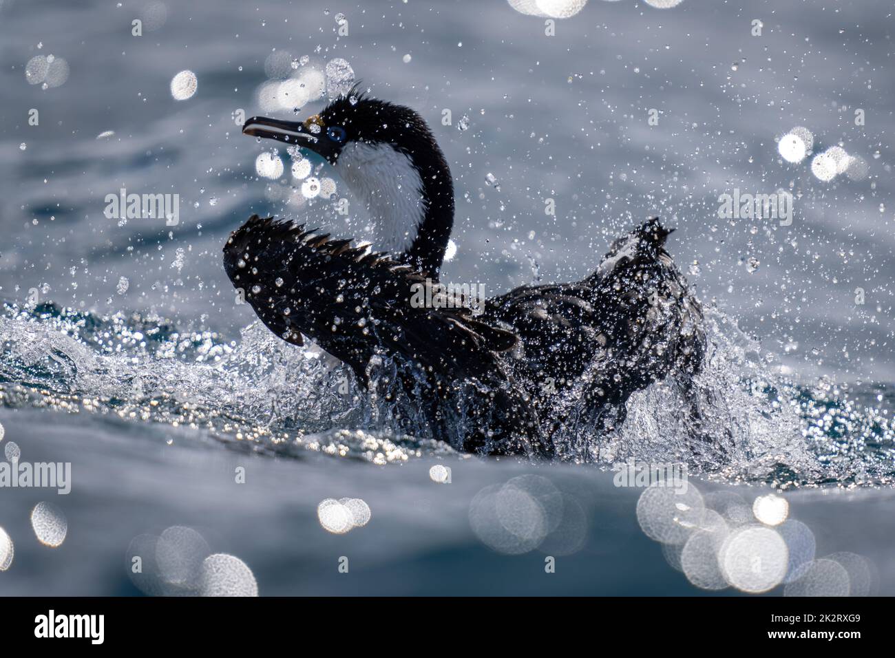 Imperial Shag spritzt in sonnenbeschienenen Wasser herum Stockfoto