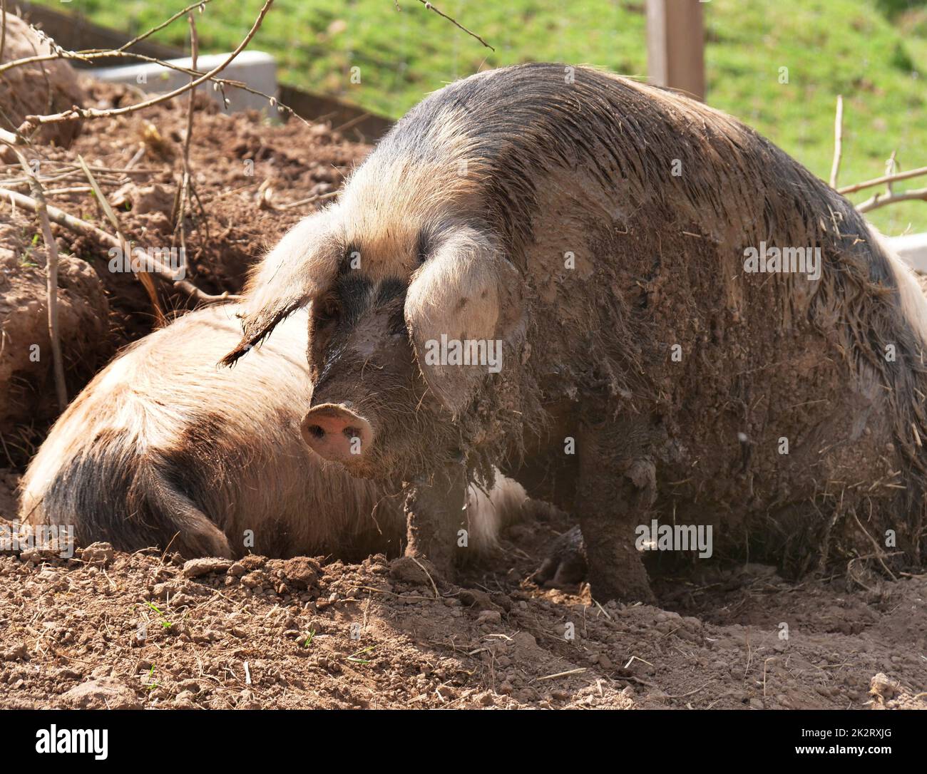 Schweine in der Kolonne, wenn das Wetter schön ist Stockfoto