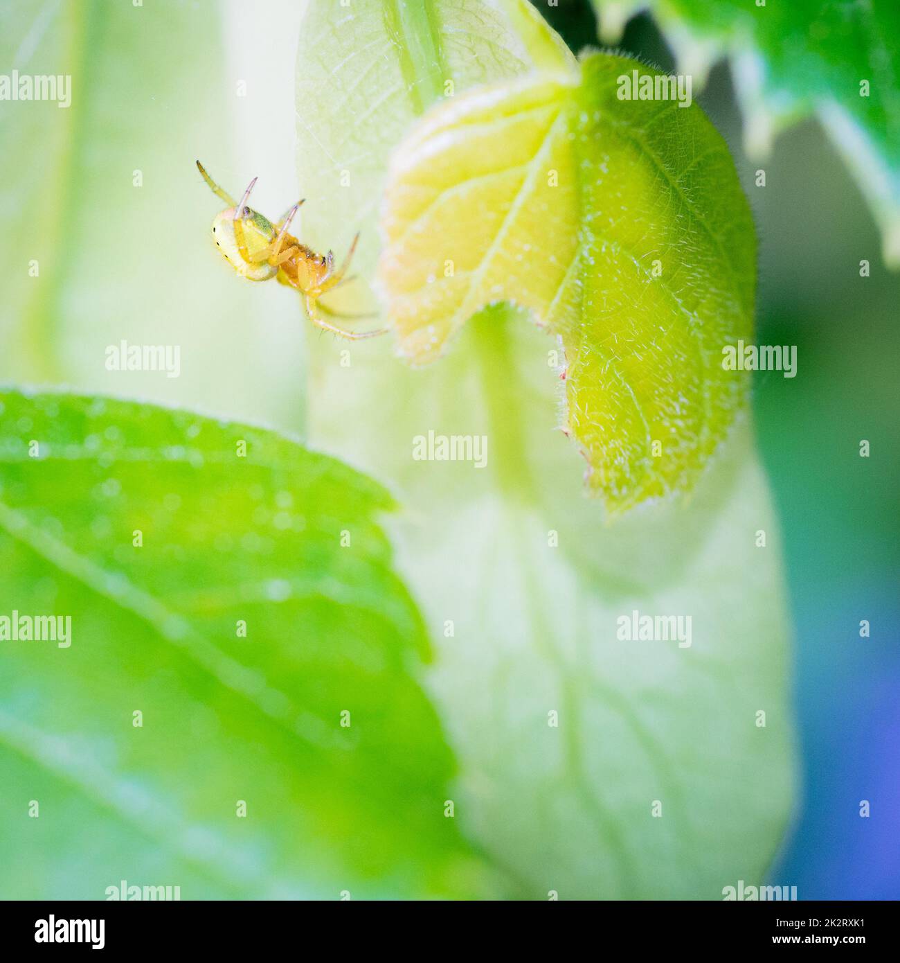 Kleine gelbe Spinne auf einem Blatt Stockfoto
