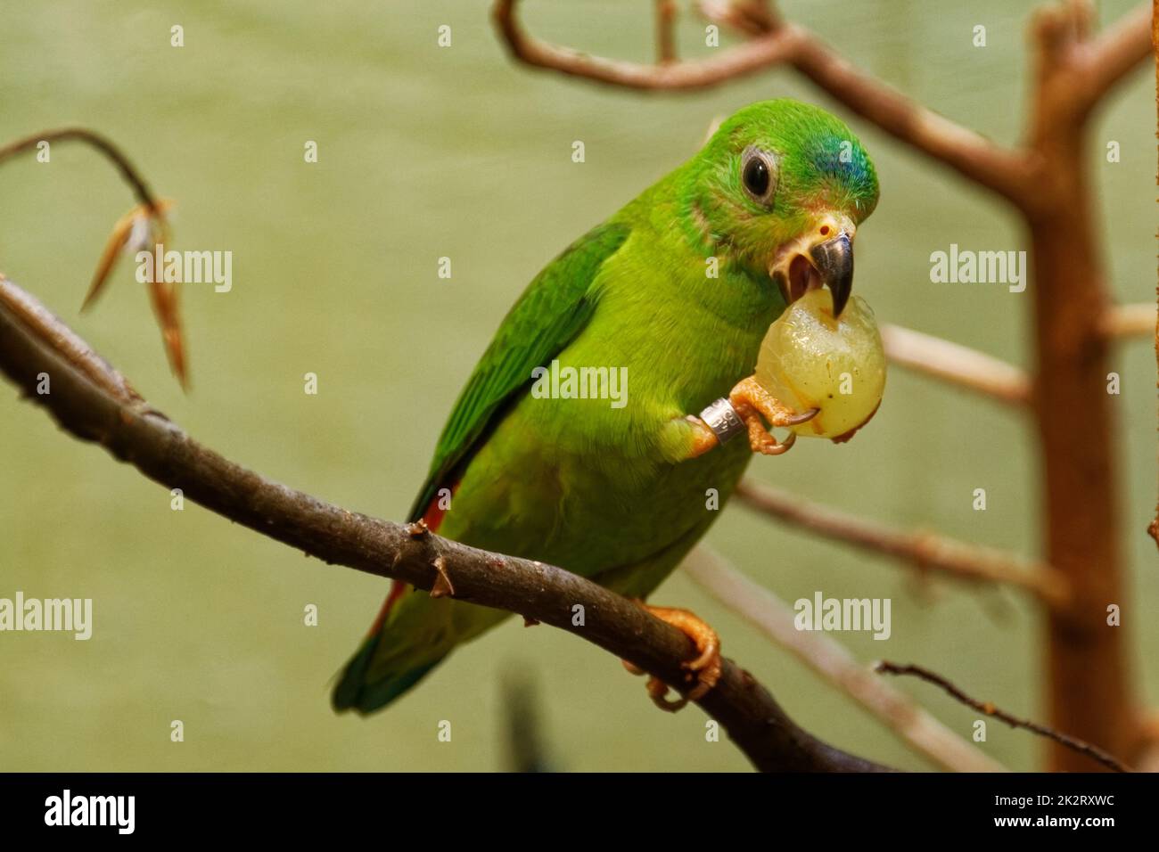 Blaue Kronen Stockfoto