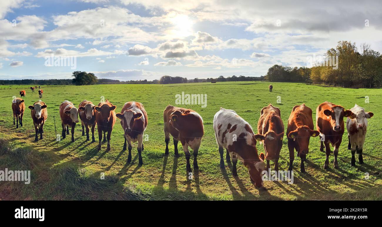Panorama einer nordeuropäischen Landschaftslandschaft mit Kühen und grünem Gras Stockfoto
