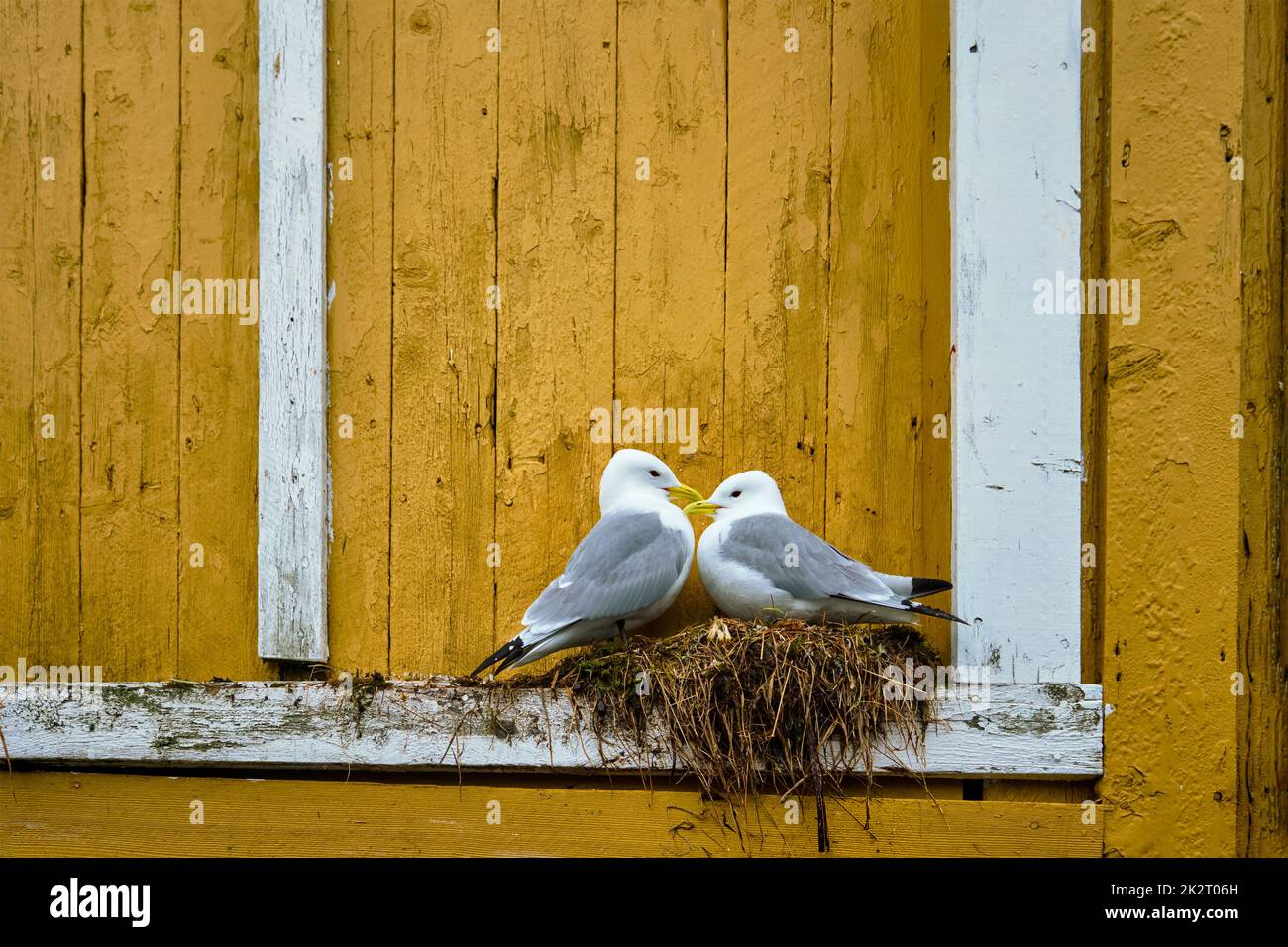 Möwe Vogel Nahaufnahme Stockfoto