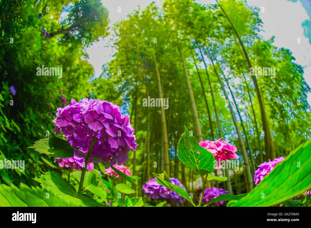 Hortensien und Bambuswald im Juni Stockfoto