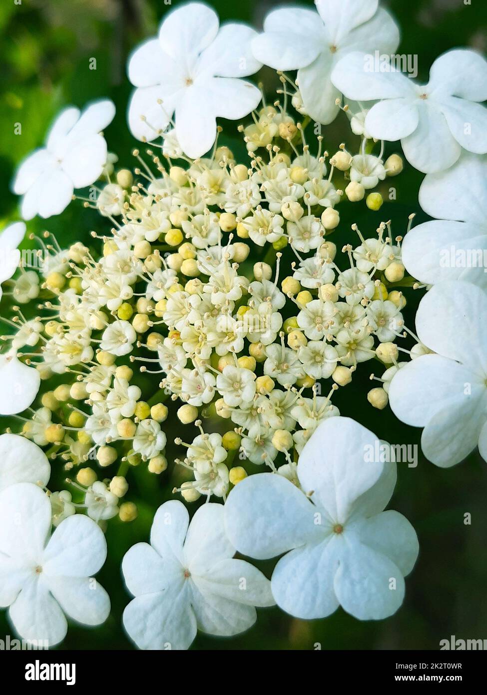 Viburnum-Blüten auf Laubhintergrund in Nahaufnahme Stockfoto