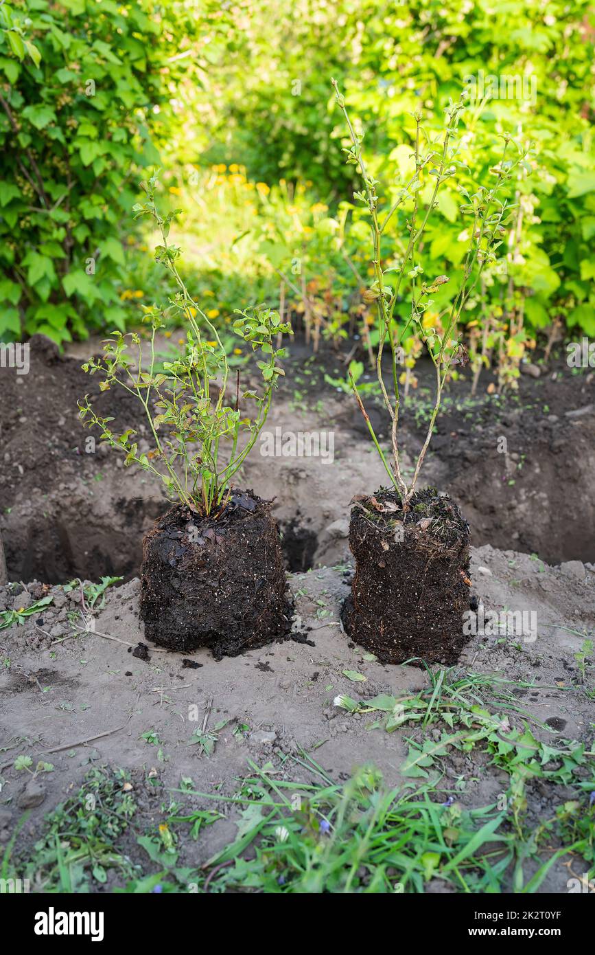 Heidelbeeren-Busch-Setzlinge, Buschpflanzen, Bodenvorbereitung, ein Loch graben. Ein Mann pflanzt einen Baum. Das Konzept der Ökologie und des Umweltschutzes. Stockfoto