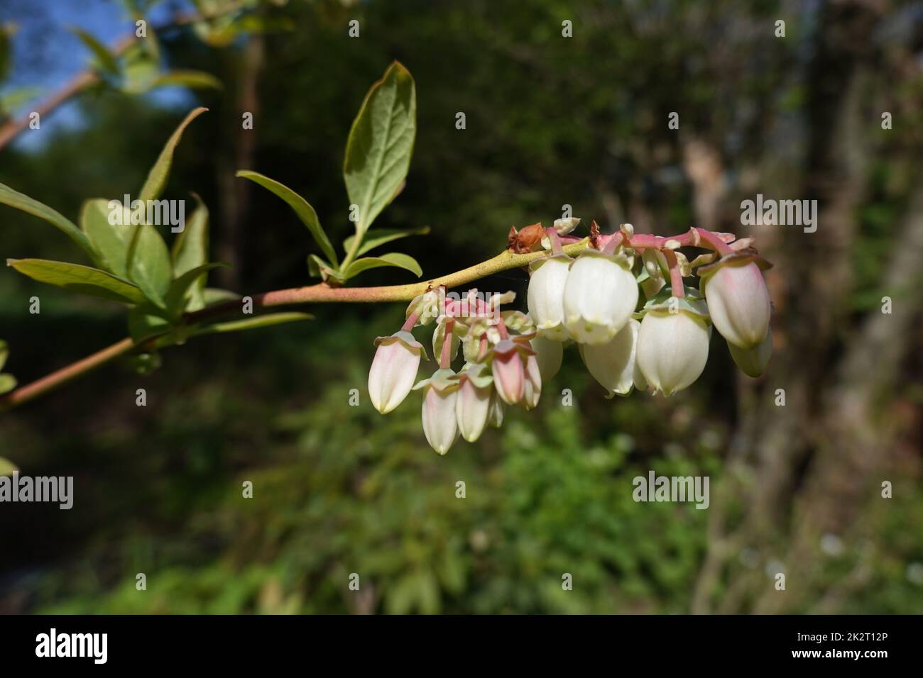 Amerikanische Heidelbeere (Vaccinium corymbosum) - blÃ¼hende Pflanze Stockfoto