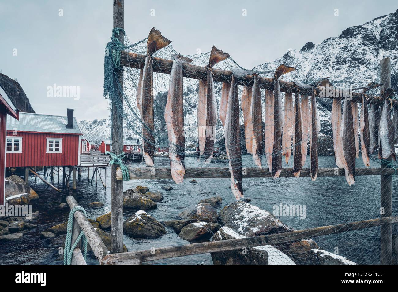 Trocknen Stockfisch Kabeljau in Nusfjord Fischerdorf in Norwegen Stockfoto