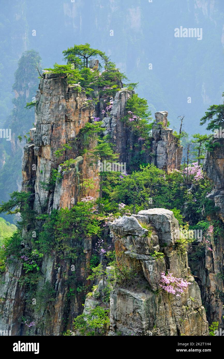 Zhangjiajie Berge, China Stockfoto