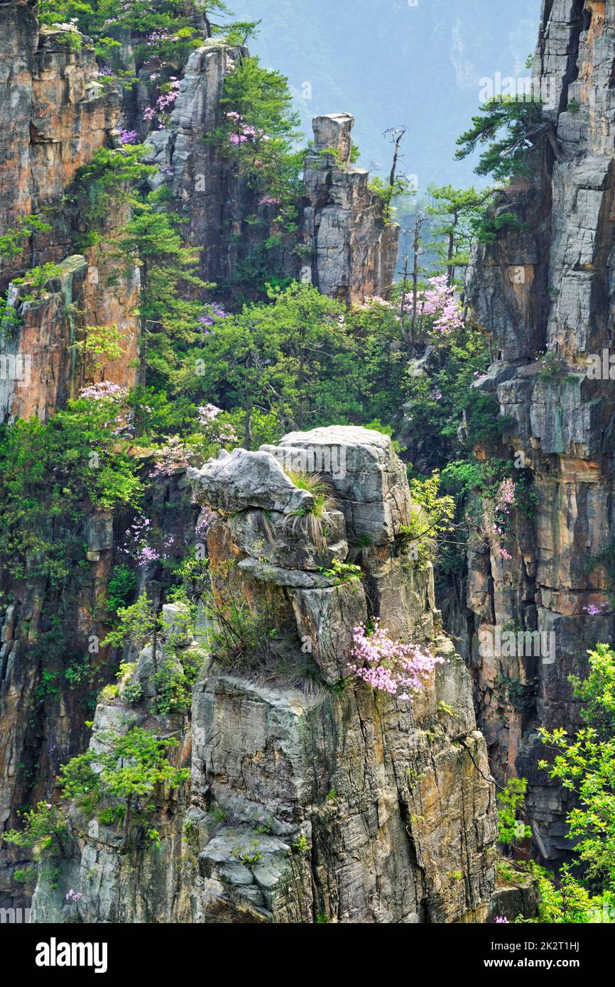 Zhangjiajie Berge, China Stockfoto