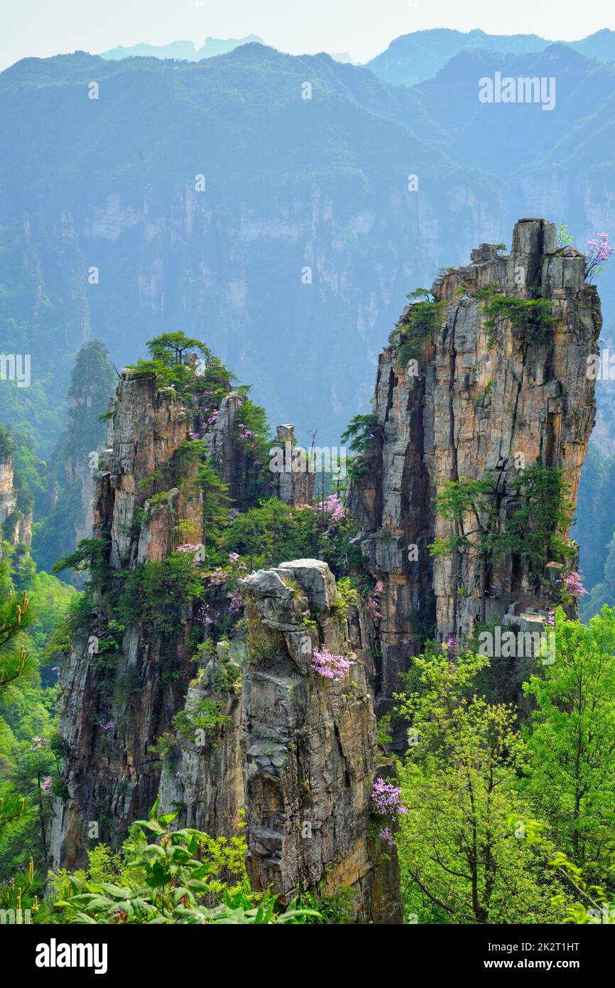 Zhangjiajie Berge, China Stockfoto