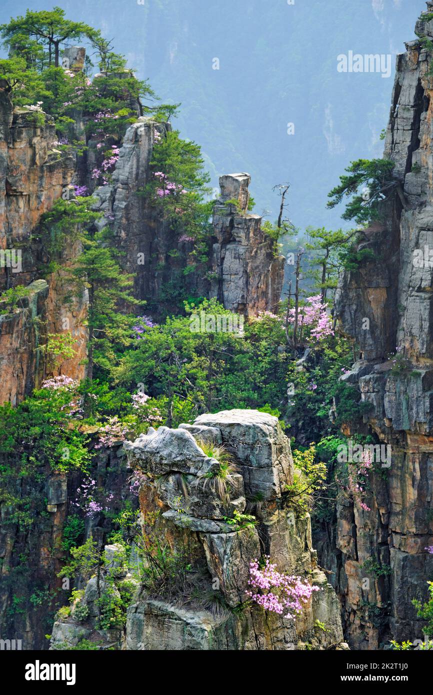 Zhangjiajie Berge, China Stockfoto