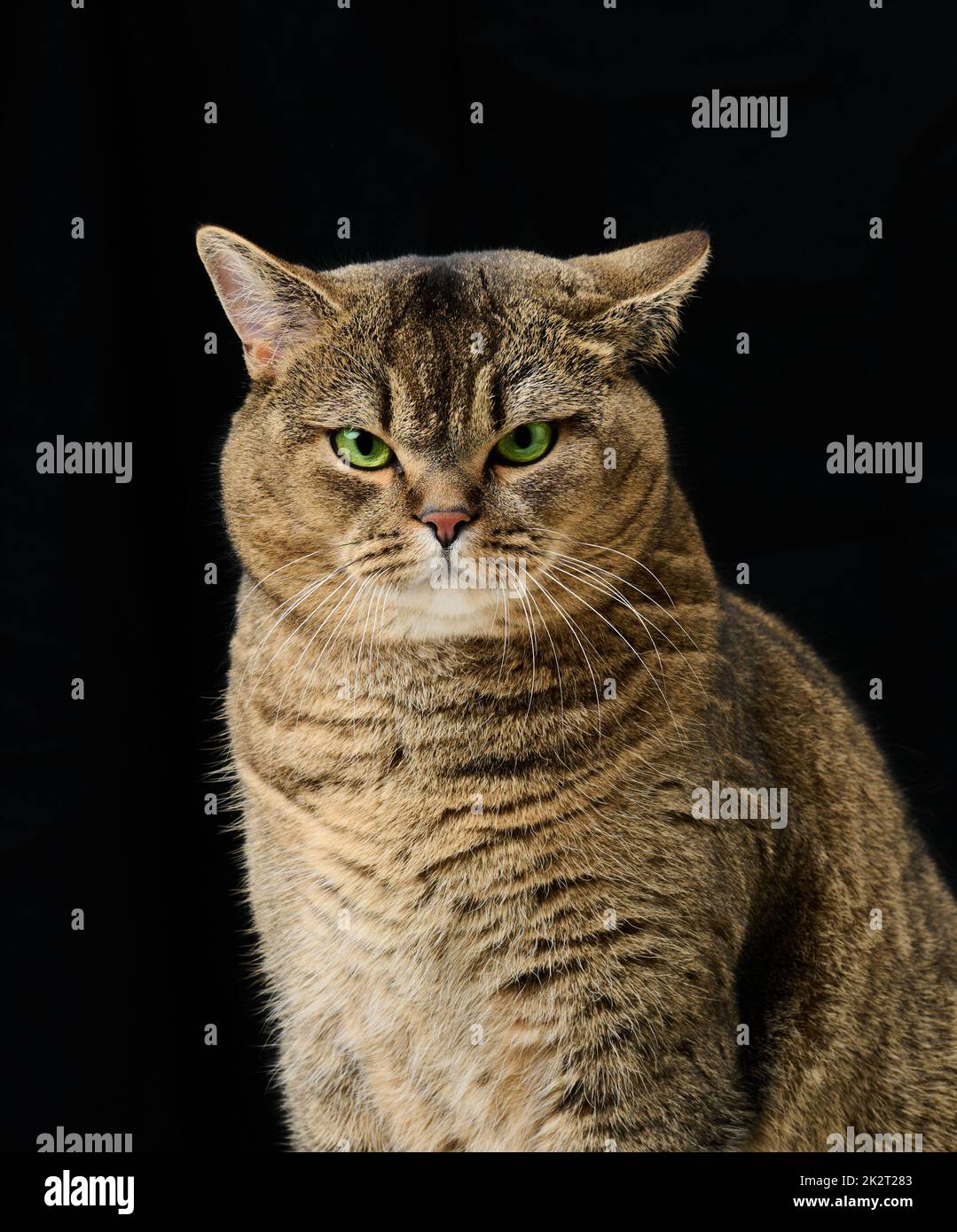 Porträt einer erwachsenen grauen Katze mit grünen Augen auf schwarzem Hintergrund Stockfoto
