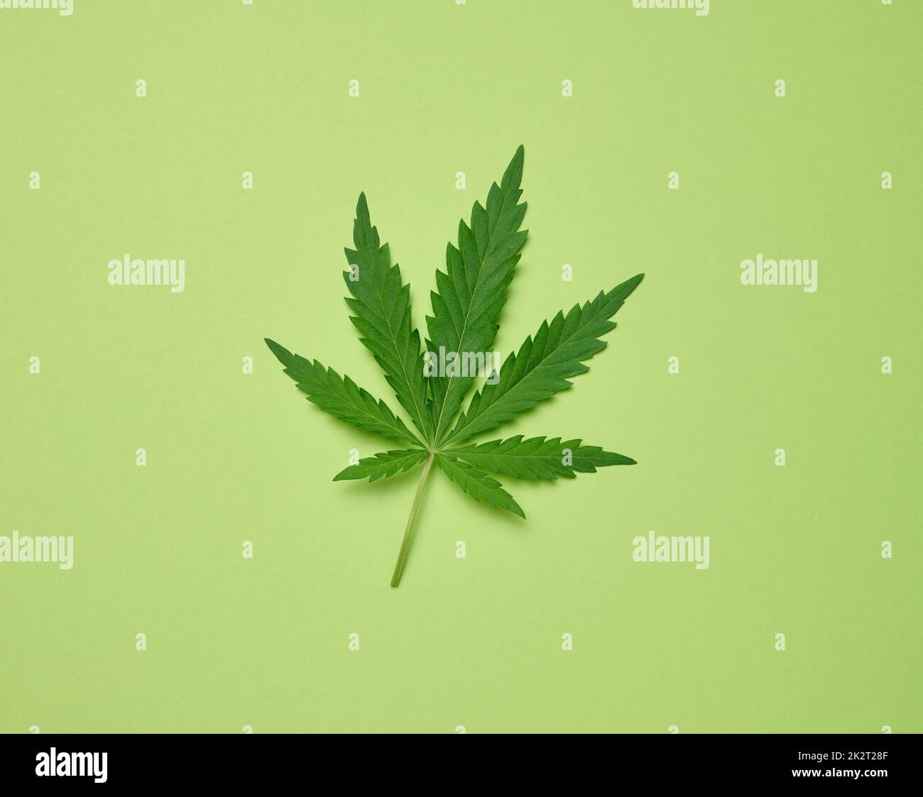 Grünes Cannabisblatt auf grünem Papierhintergrund, Draufsicht Stockfoto