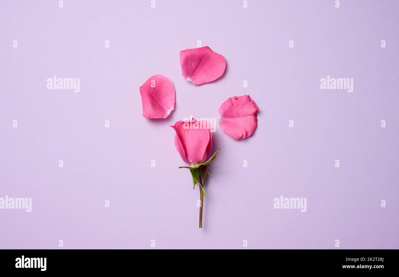 Blühende rosa Rose Knospe auf einem lila Hintergrund, schöne Blume. Stockfoto