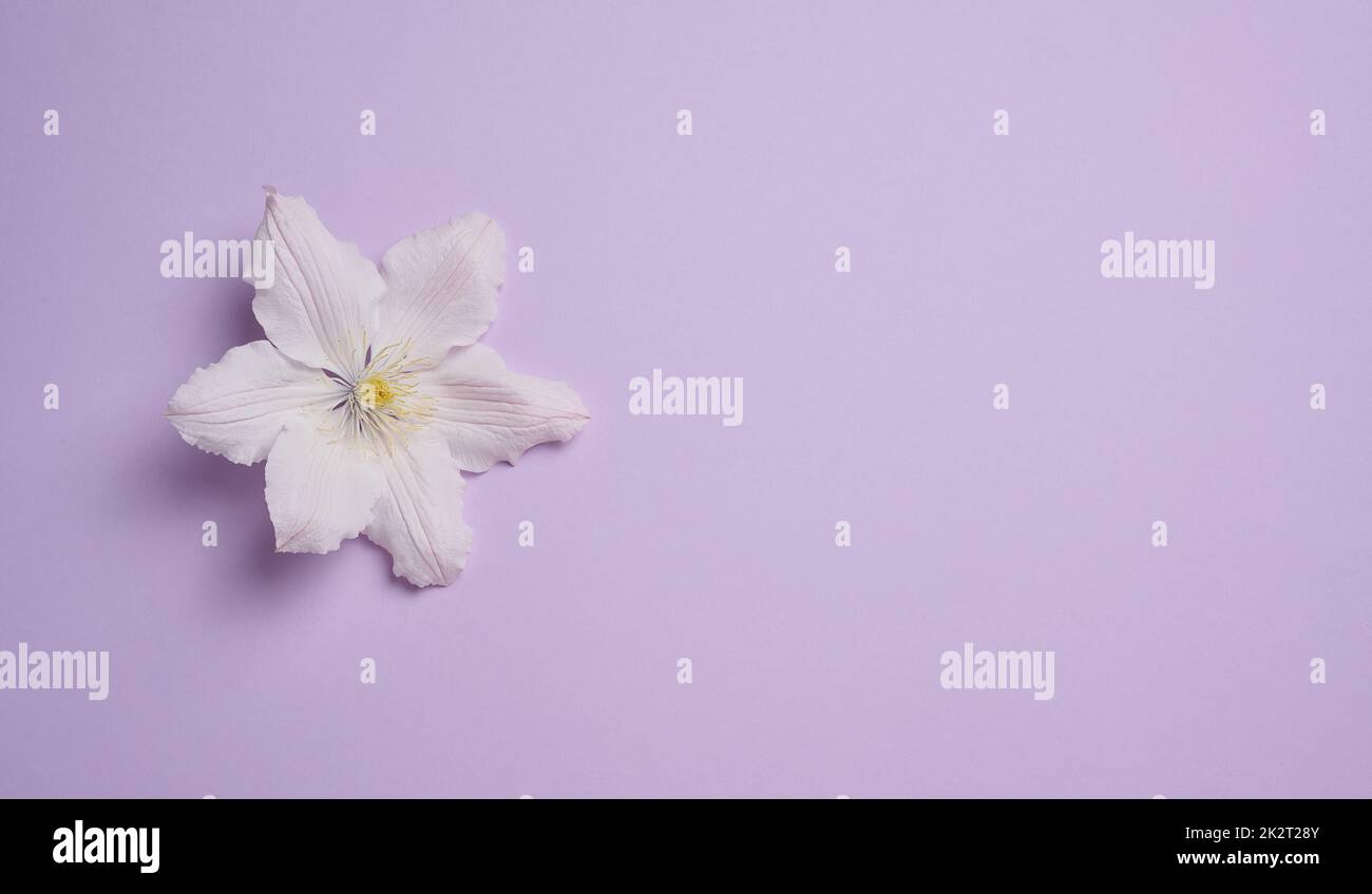 Weiße Clematis blühen auf violettem Papierhintergrund, Draufsicht Stockfoto