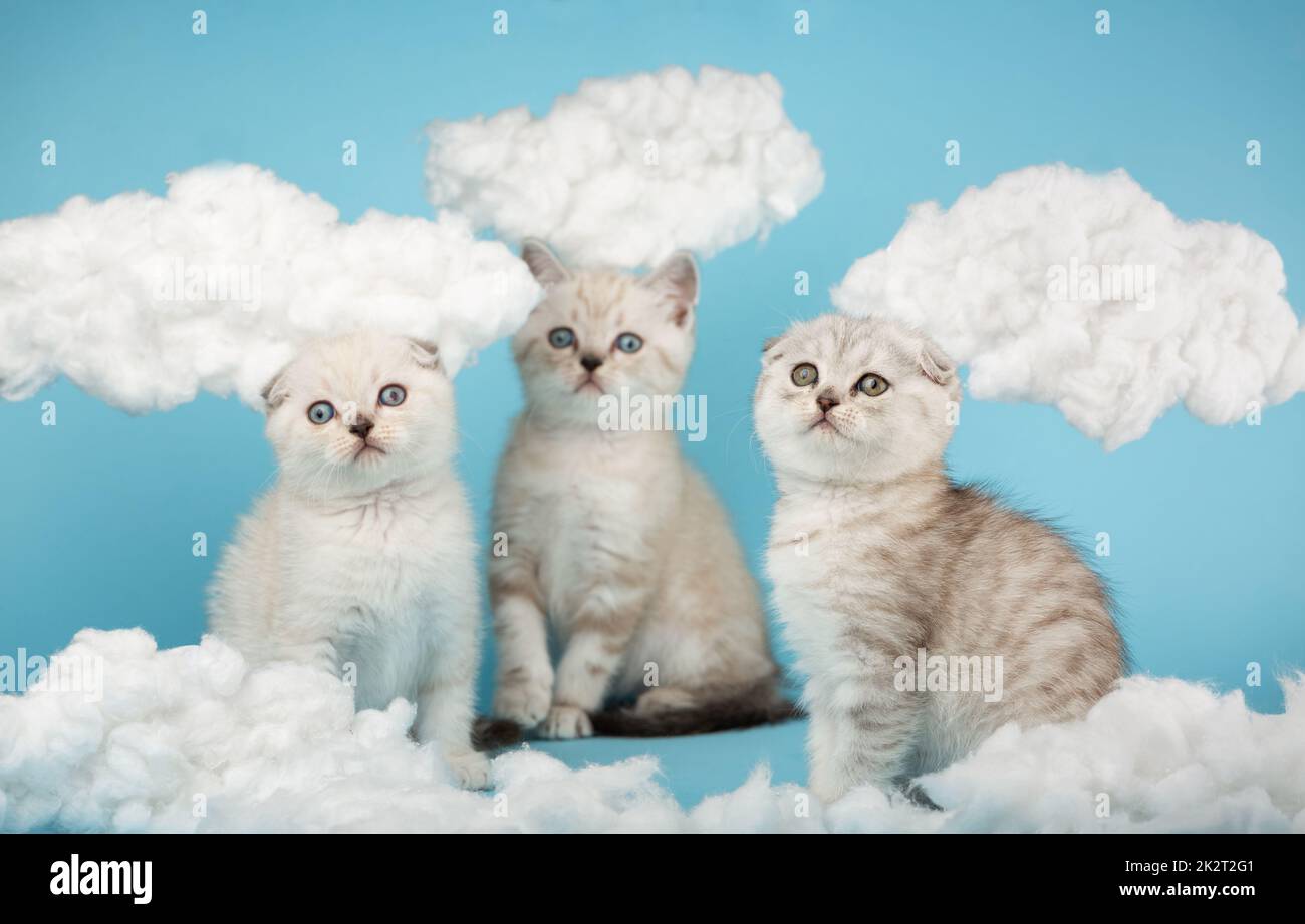 Drei schottische Kätzchen sehen merkwürdigerweise etwas zwischen den Baumwollwolken sitzen. Stockfoto