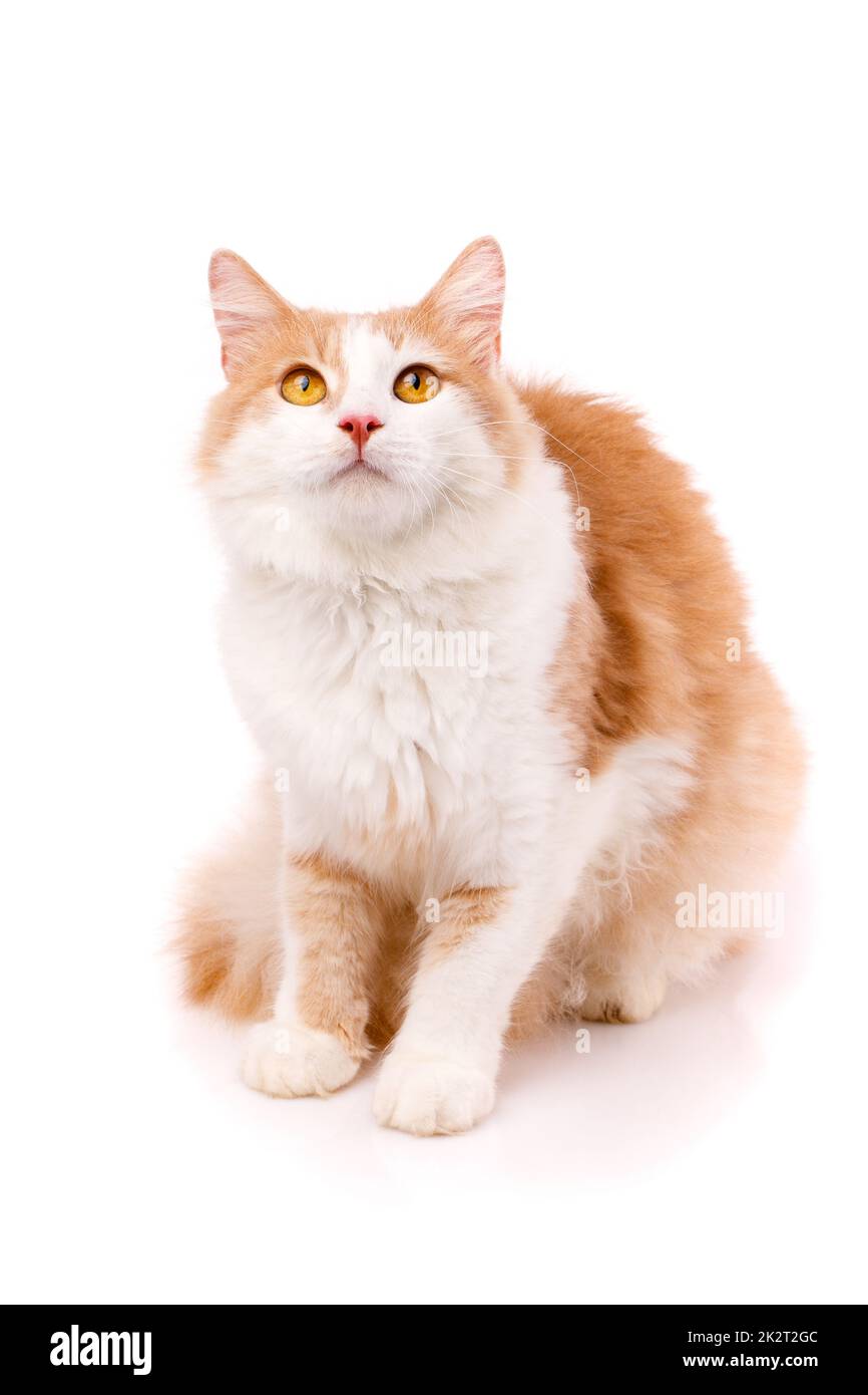 Fokussierte männliche Katze, die auf weißem Hintergrund sitzt und mit gelben Augen aufblickt. Stockfoto