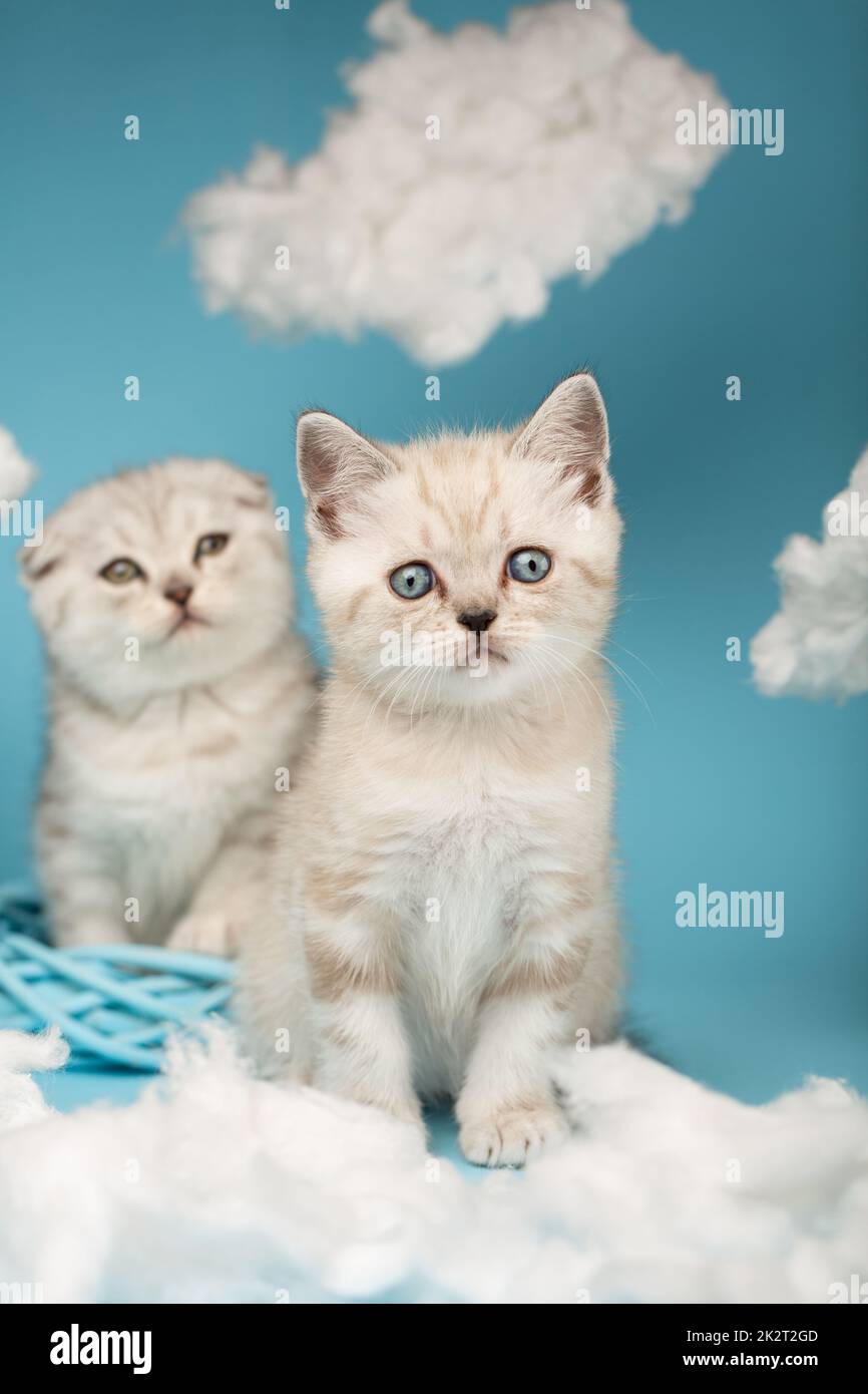 Ein schottisches Kätzchen mit blauen Augen, das in die Kamera schaut und zwischen den Wolken sitzt. Stockfoto