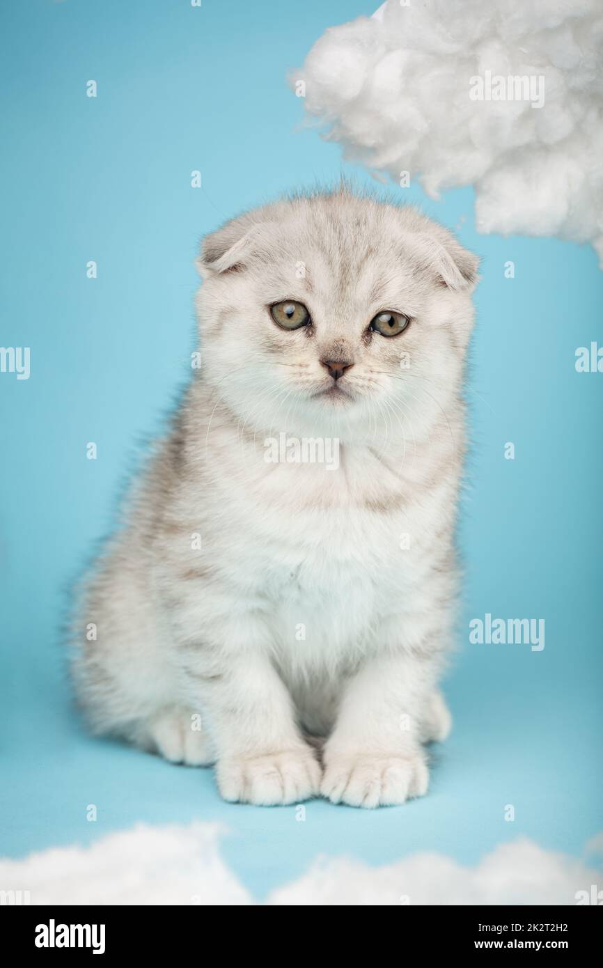Schottisches Kätzchen mit einem langen Schnurrbart vor der Kamera auf blauem Hintergrund. Stockfoto