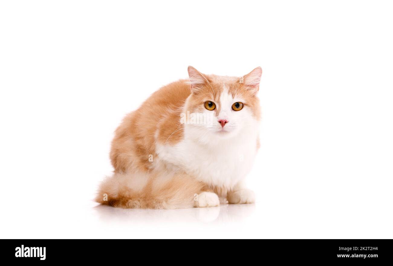 Die schöne Katze sitzt auf weißem Hintergrund und sieht mit gelben Augen in die Kamera. Stockfoto