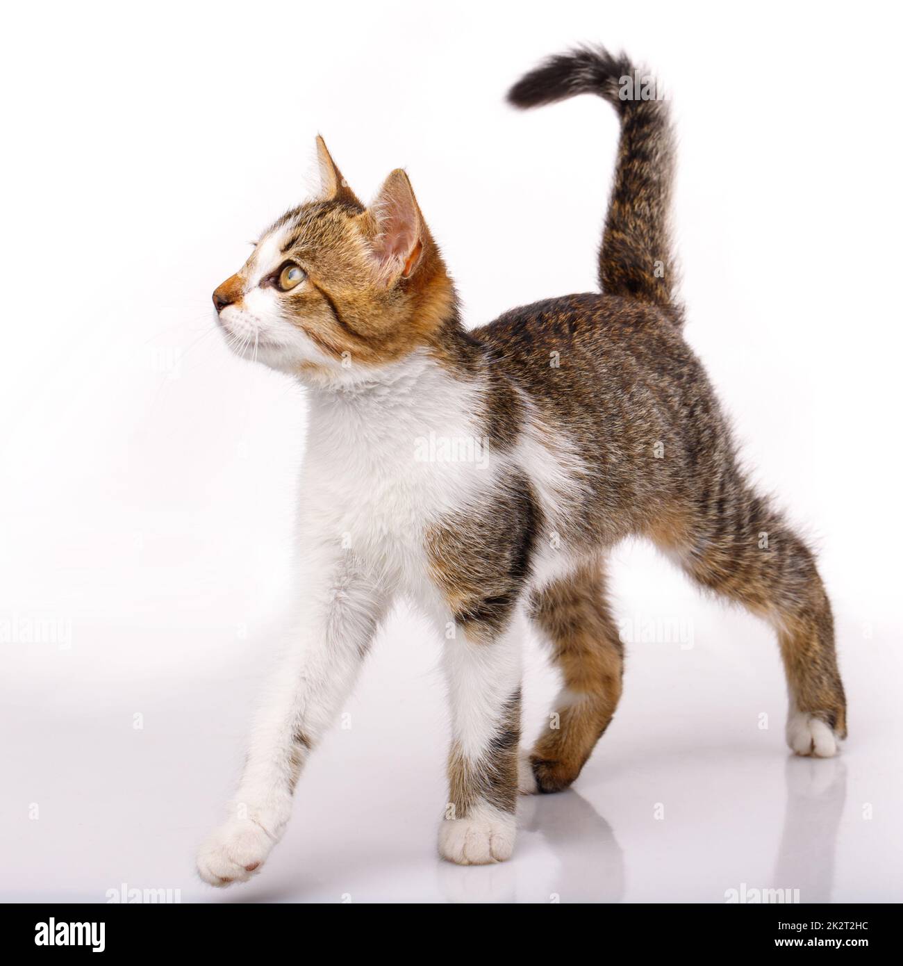 Eine kurzhaarige kleine Katze, isoliert auf weißem Hintergrund. Stockfoto
