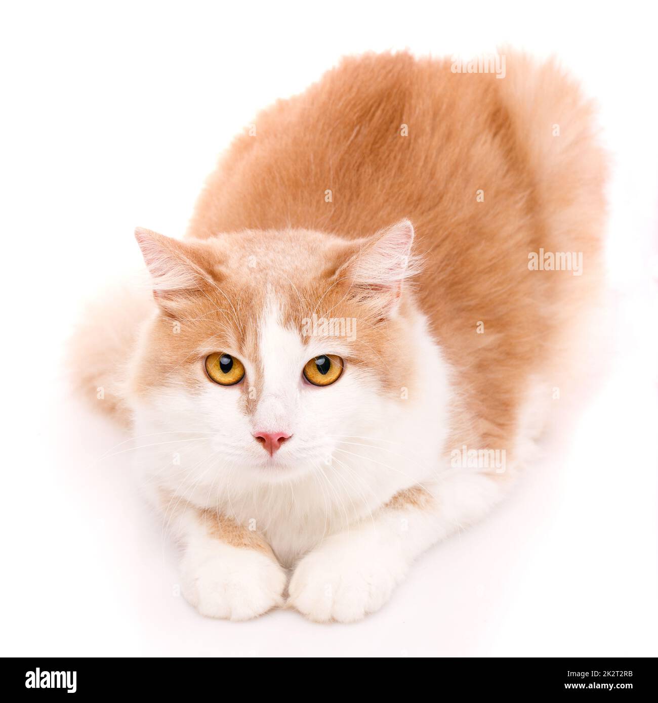 Süße junge Katze mit hellem Fell und großen gelben Augen lügt und schaut in die Kamera. Isoliert. Stockfoto