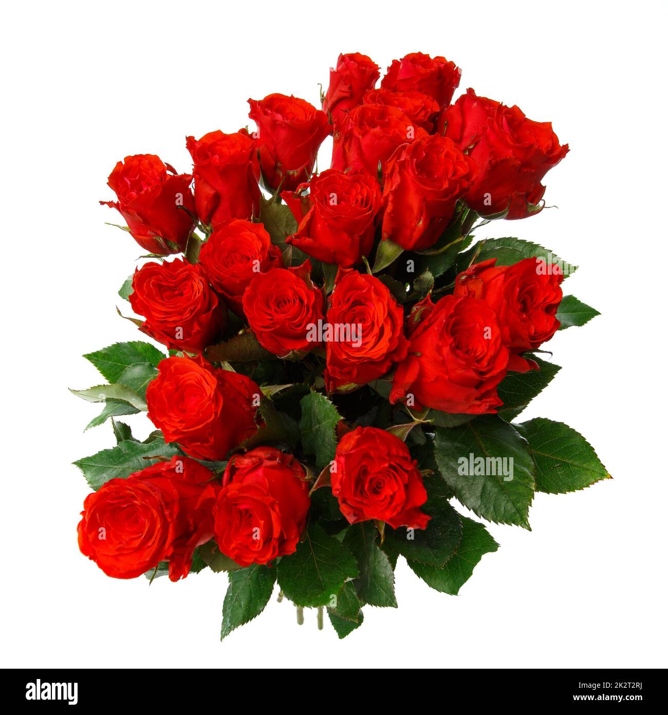 Wunderschöne rote Rosen auf weißem Hintergrund. Stockfoto
