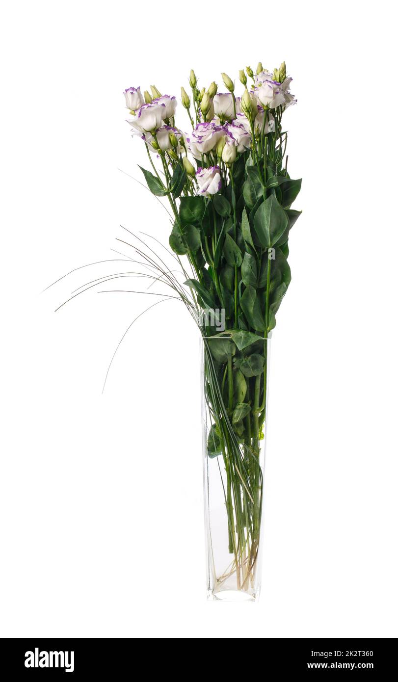 Blasslila Eustoma-Blüten in einer Glasvase auf weißem Hintergrund. Stockfoto