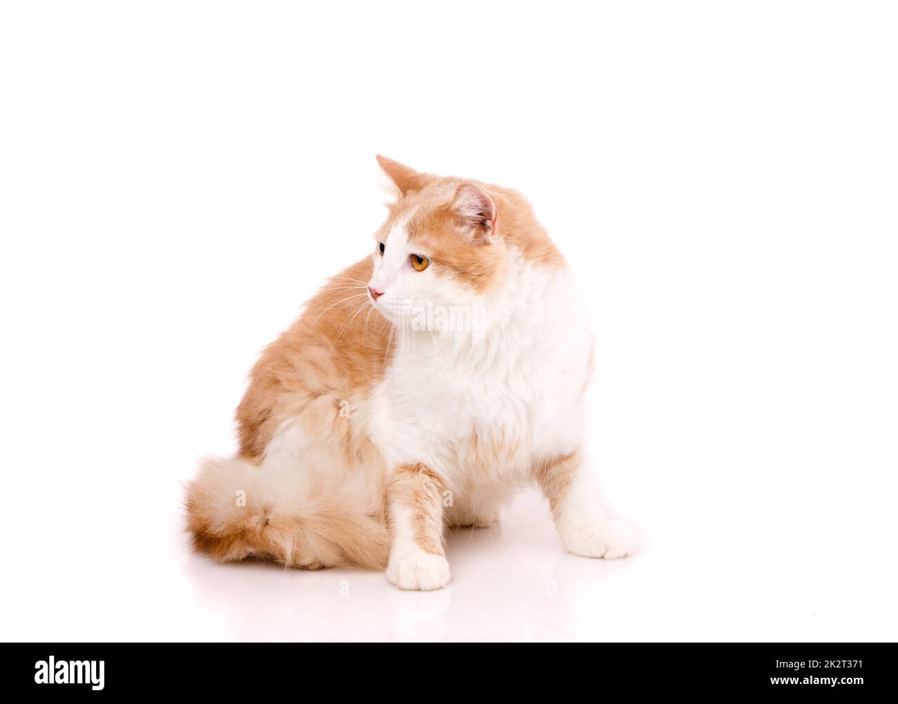 Große Katze mit rotem und weißem Fell sitzt auf weißem Hintergrund und sieht an der Seite merkwürdig aus. Stockfoto