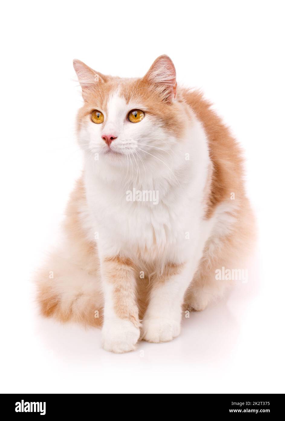 Die schöne Katze sitzt auf weißem Hintergrund und blickt mit gelben Augen weg. Stockfoto