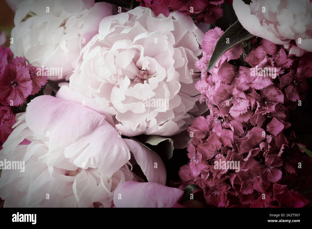 Wunderschöne Sommerblumen. Strauß aus rosa Pfingstrosen und William Hintergrund. Stockfoto