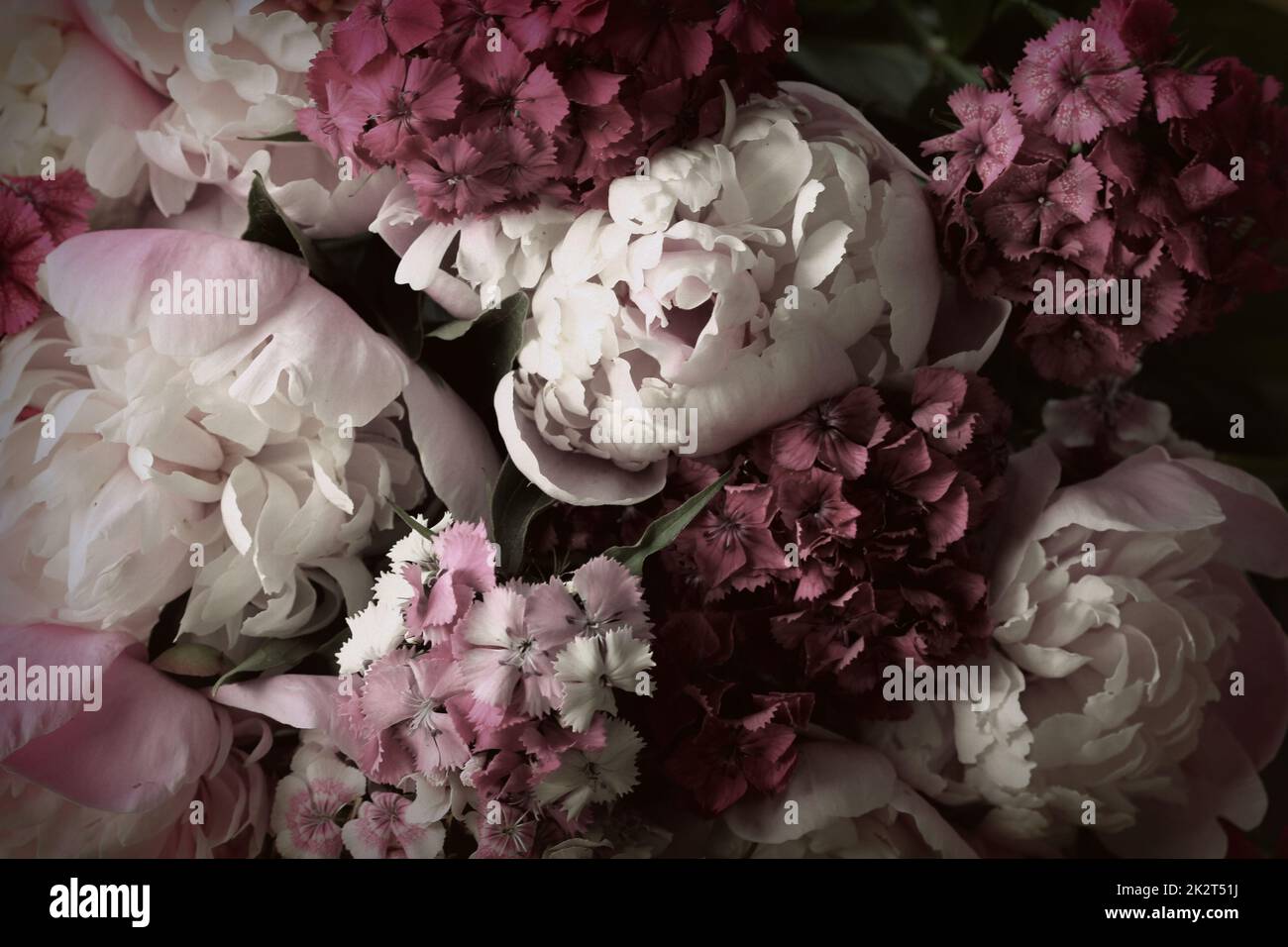 Wunderschöne Sommerblumen. Strauß aus rosa Pfingstrosen und William Hintergrund. Stockfoto