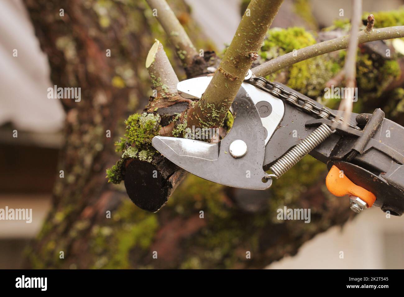 Gärtner beschneiden Alter Baum mit Baum-, Rebscheren Stockfoto