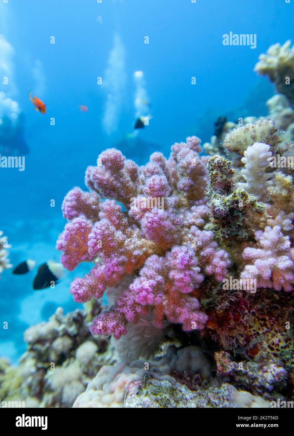 Farbenprächtiges, malerisches Korallenriff am Boden des tropischen Meeres, große rosa Pocillopora-Korallen und Luftblasen im Wasser, Unterwasserlandschaft Stockfoto