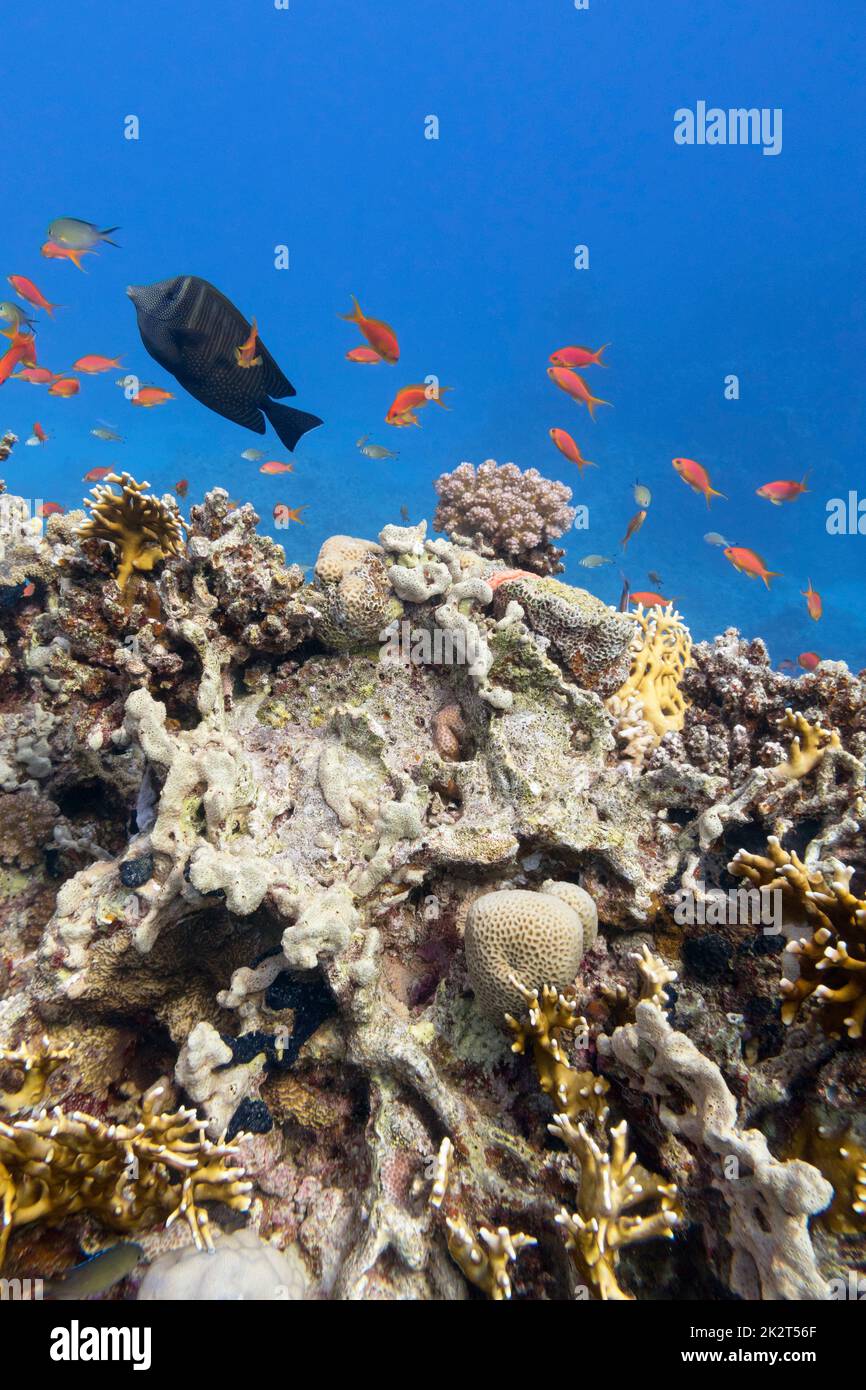 Farbenfrohe Korallenriffe am Grund des tropischen Meeres, Steinkorallen, Unterwasserlandschaft Stockfoto