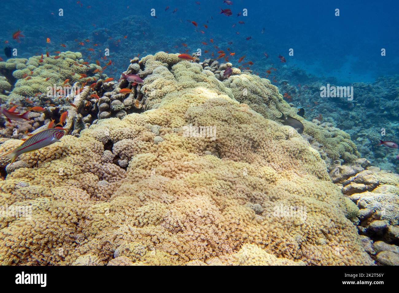 Farbenprächtiges, malerisches Korallenriff am Boden des tropischen Meeres, weiche, korallengelbe Tubipora Musica- und Anthias-Fische, Unterwasserlandschaft Stockfoto