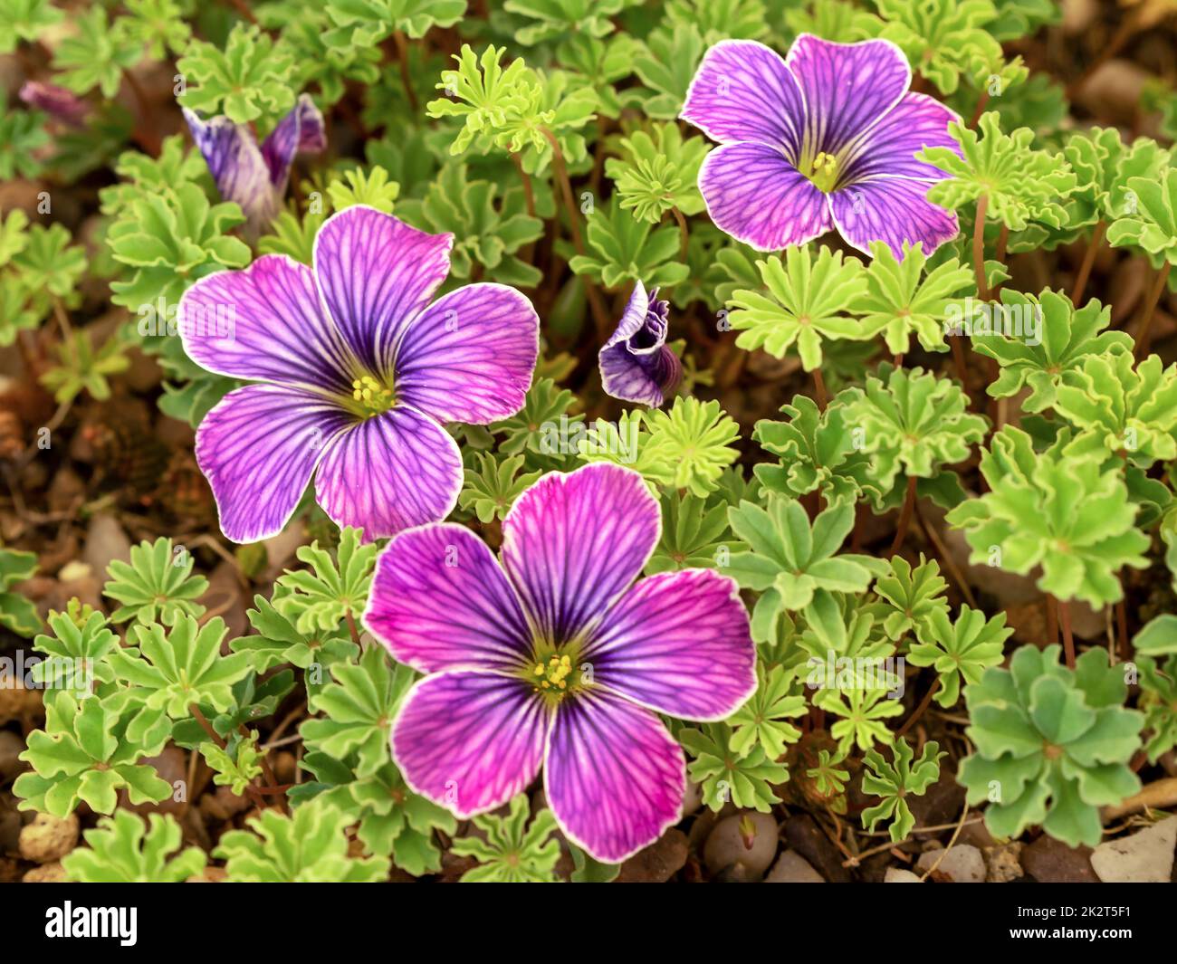 Rosa violette Holzsorrel-Blumen, Oxalis laciniata Stockfoto