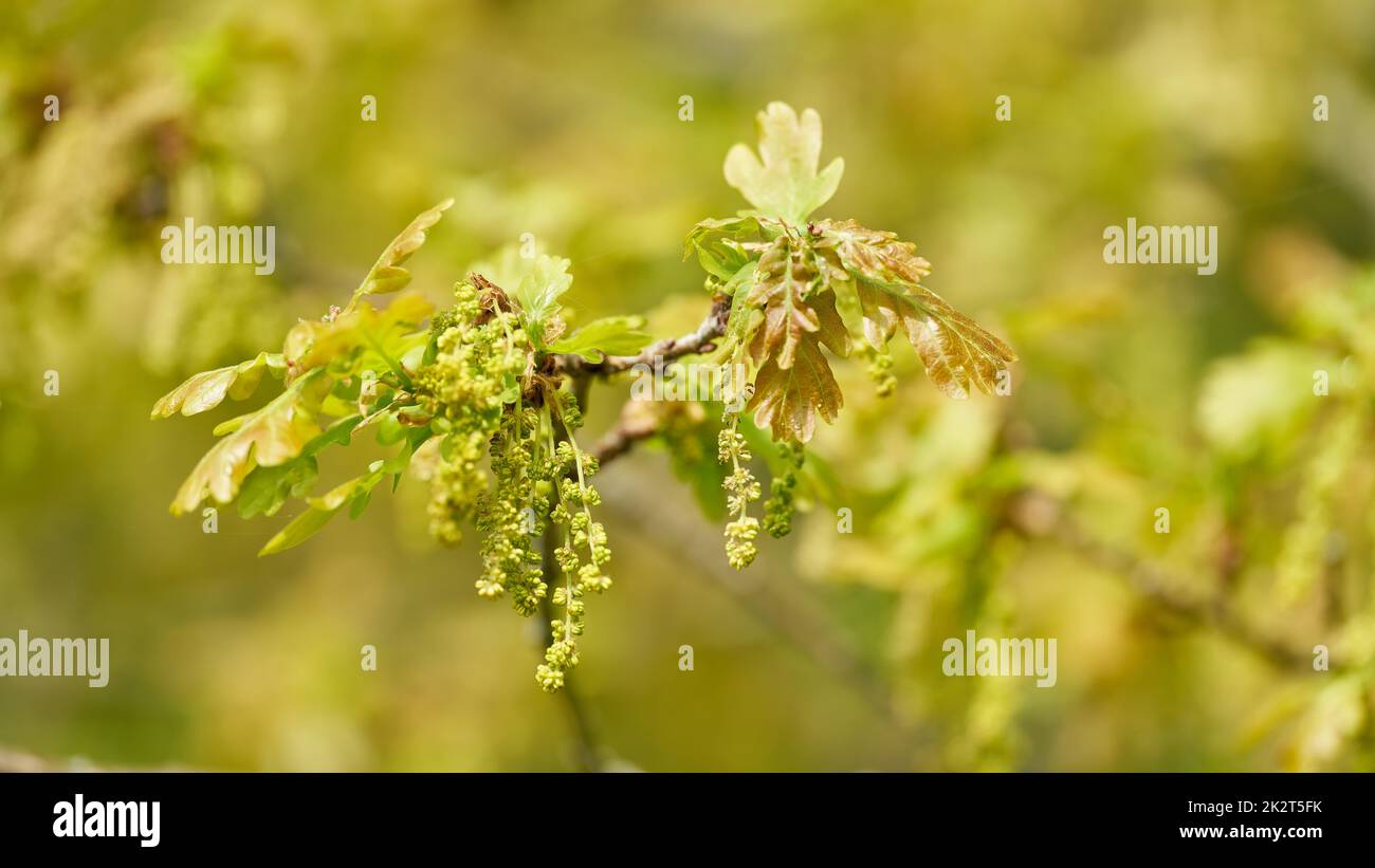 Blütenstand und junge Blätter einer englischen Eiche, Stieleiche, Quercus robur im Frühjahr in einem Park Stockfoto