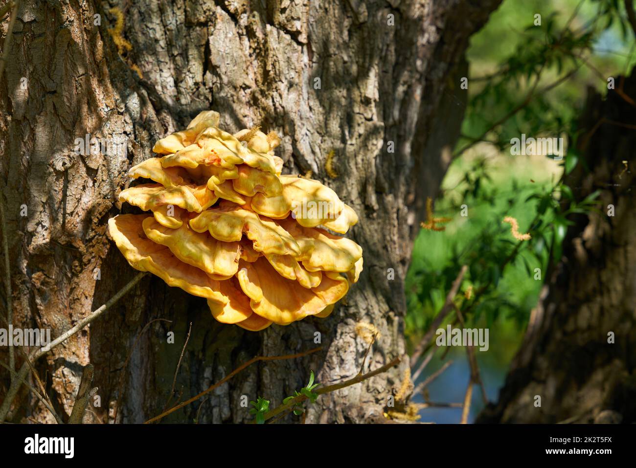 Hellgelber gemeiner Schwefelpilz Laetiporus sulfureus auf dem Stamm einer alten Weide Stockfoto